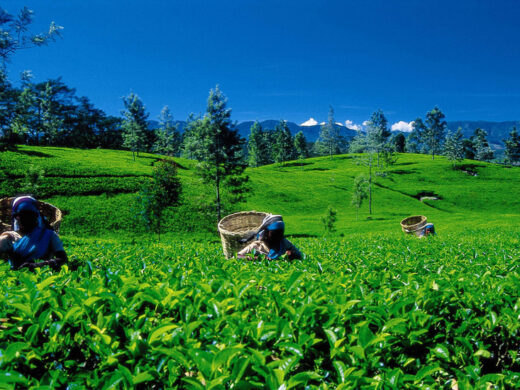 Sri_Lanka_tea-plucking