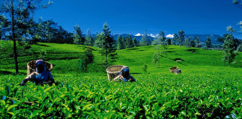 Sri_Lanka_tea-plucking