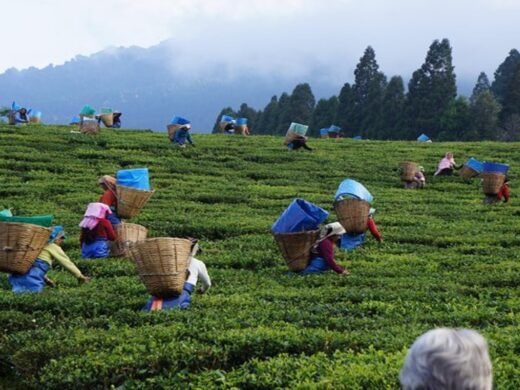 TeaEstateandTeaFactory