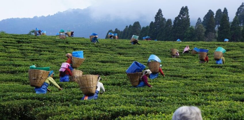 TeaEstateandTeaFactory