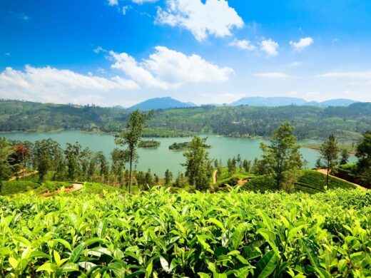 Tea_Nuwara-Eliya-Sri-Lanka