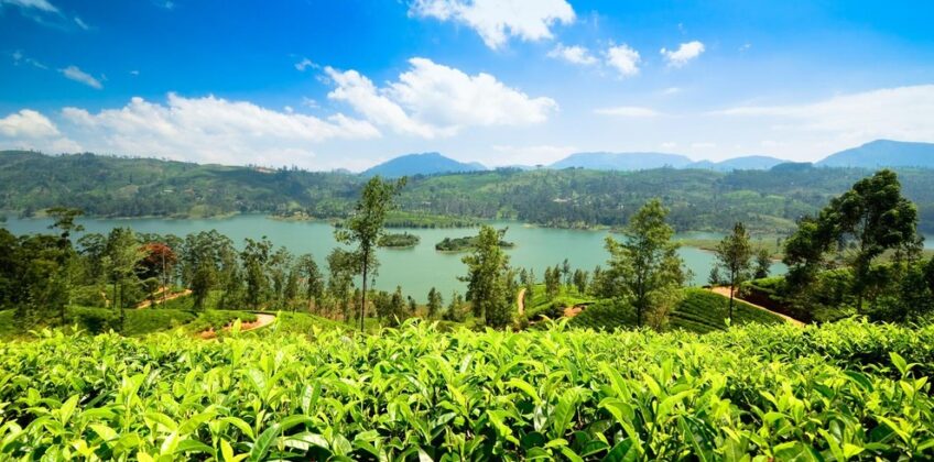 Tea_Nuwara-Eliya-Sri-Lanka